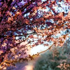 Yankee Candle Sales -Yankee Candle Sales home county co kent fragrance range 1