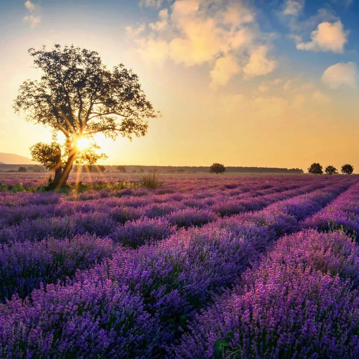 Home County Candle Co. The Norfolk - Lavender Fields Reed Diffuser 2 Home County Candle Co. The Norfolk - Lavender Fields Reed Diffuser - Image 2